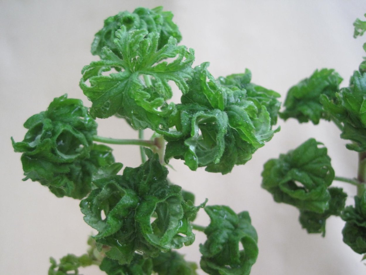 Пеларгония кудрявая