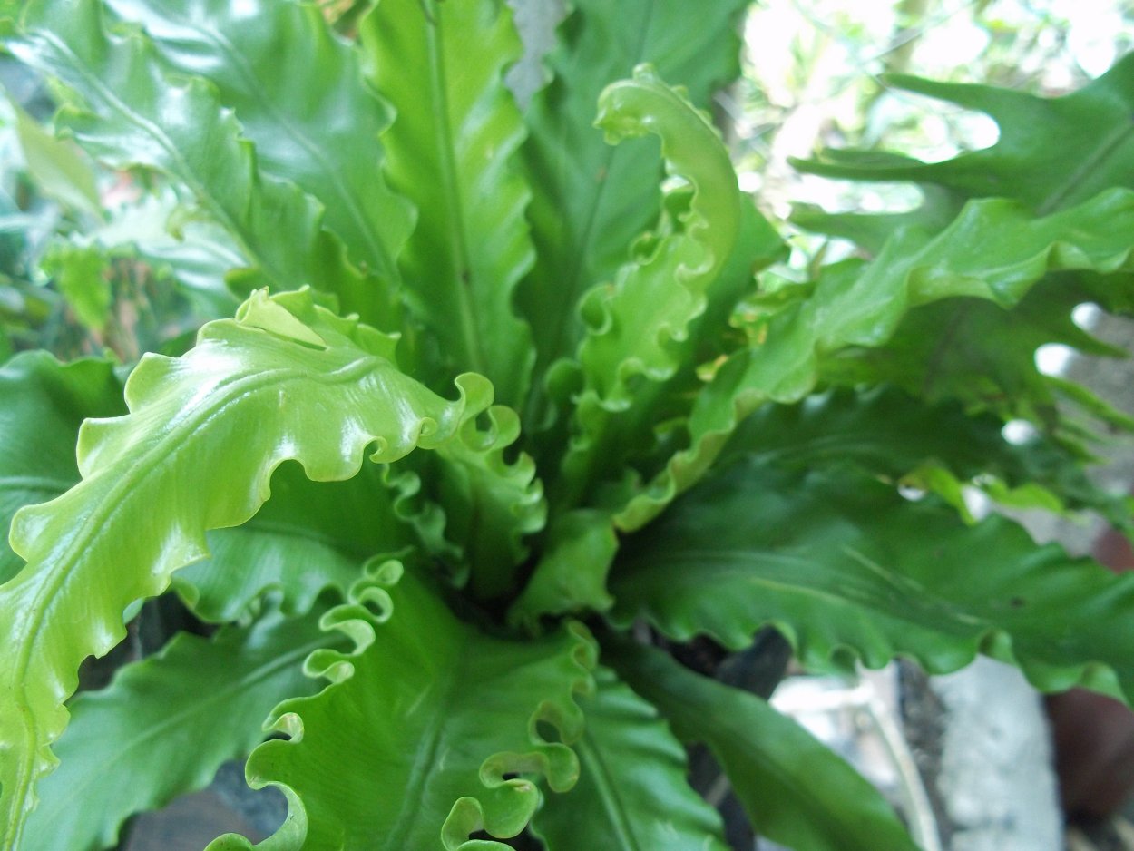 Папоротник асплениум