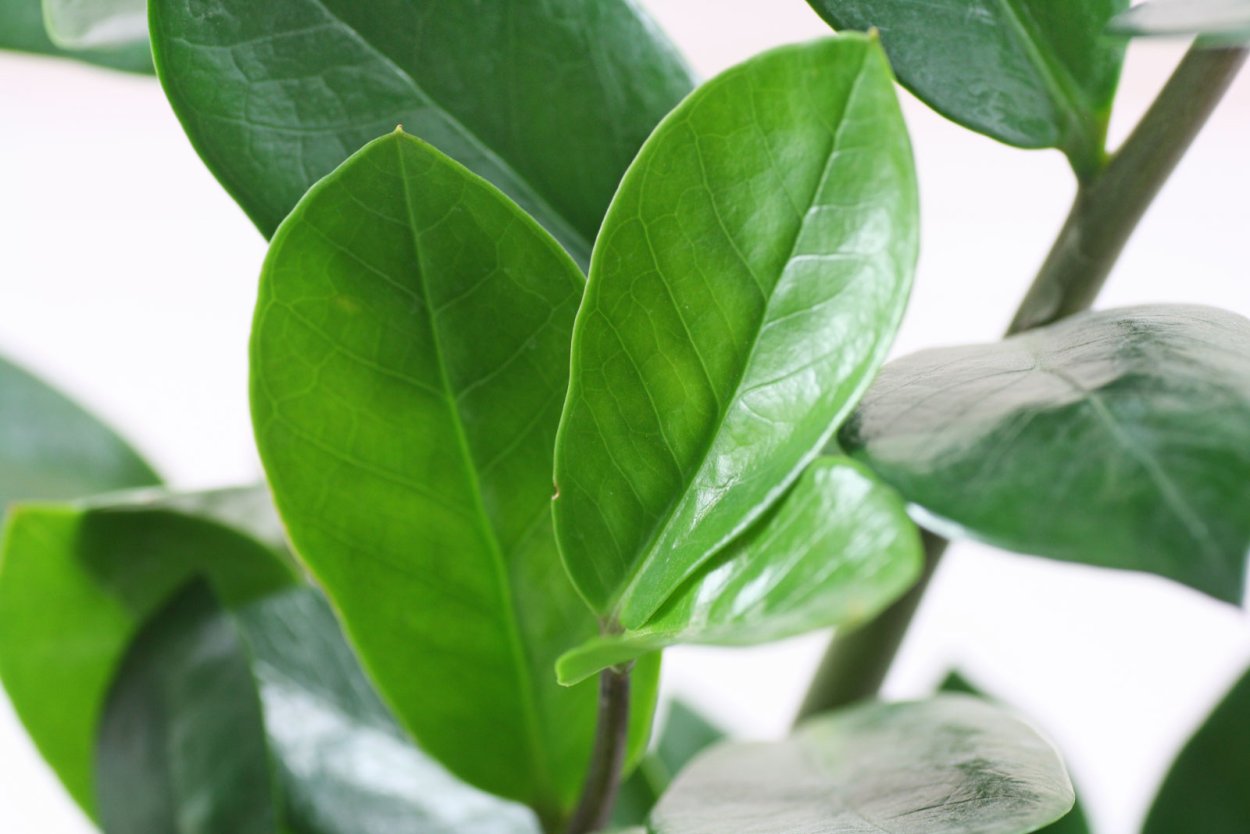 Замиокулькас листья