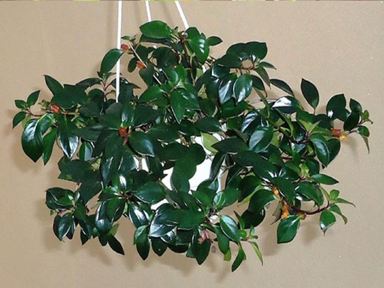 Гипоцирта вьющаяся