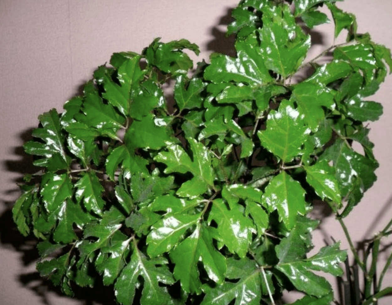 Полисциас туполистный