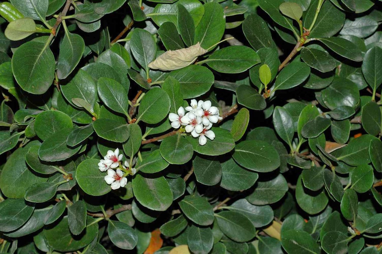 Рафиолепис умбеллата