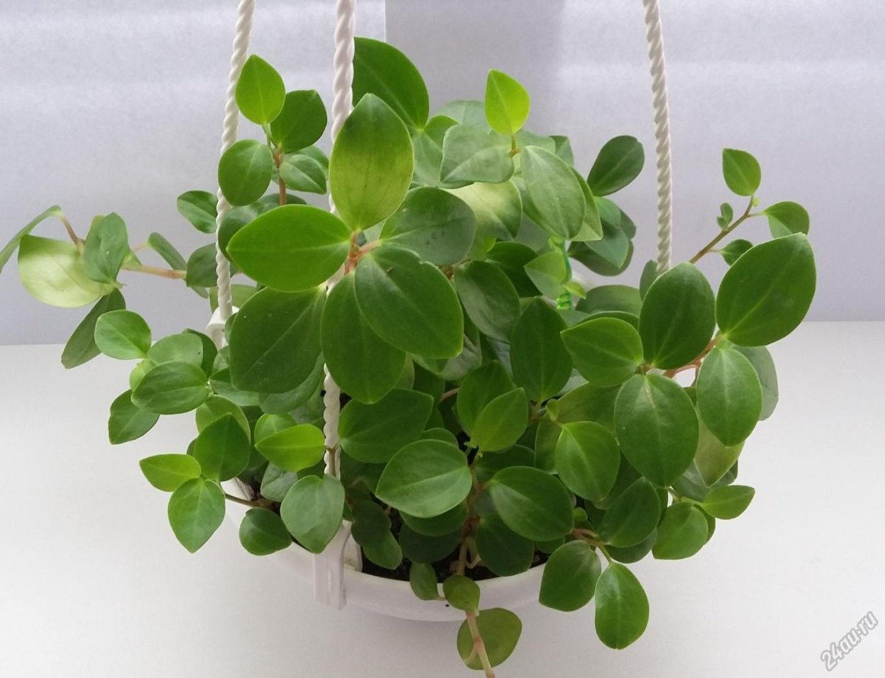 Пеперомия мелколистная