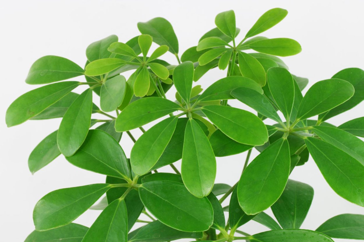 Шеффлера восьмилисточковая