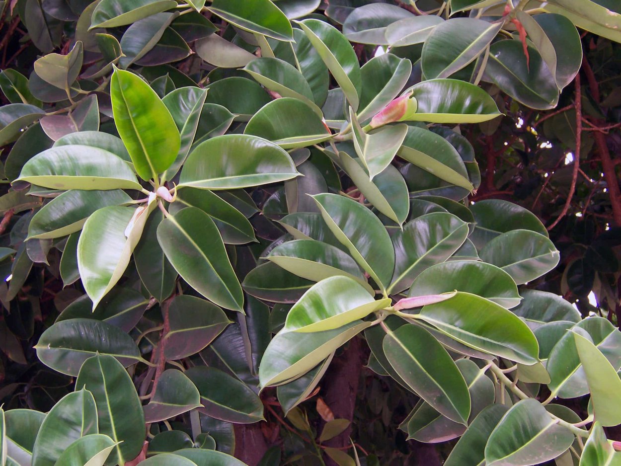 Фикус толстолистный