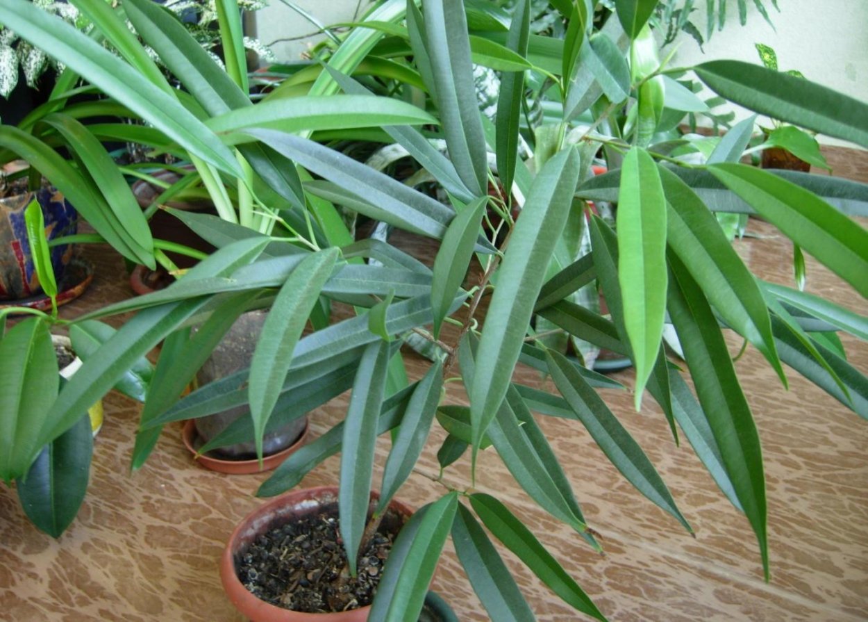 Фикус биннендийка