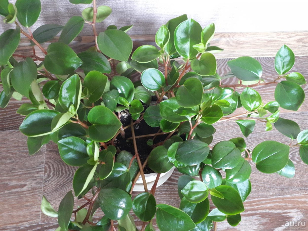Пеперомия мелколистная