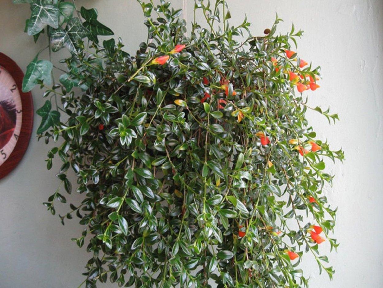 Гипоцирта ампельная