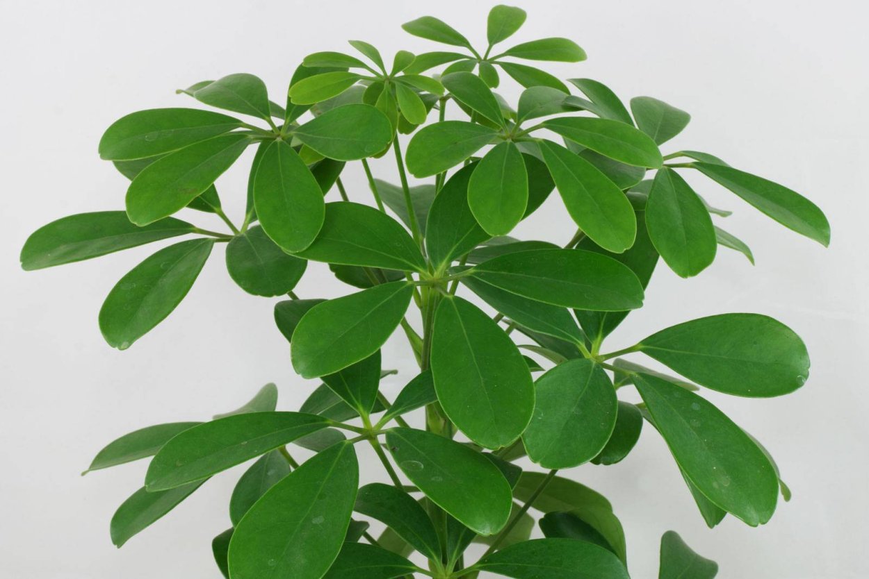 Шеффлера молочай