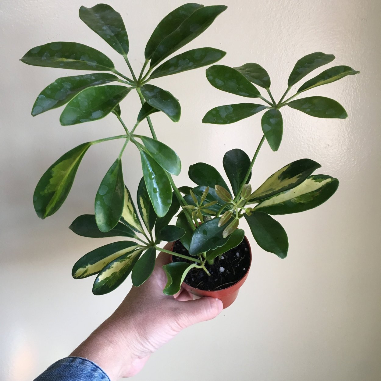 Шеффлера Грин Стар