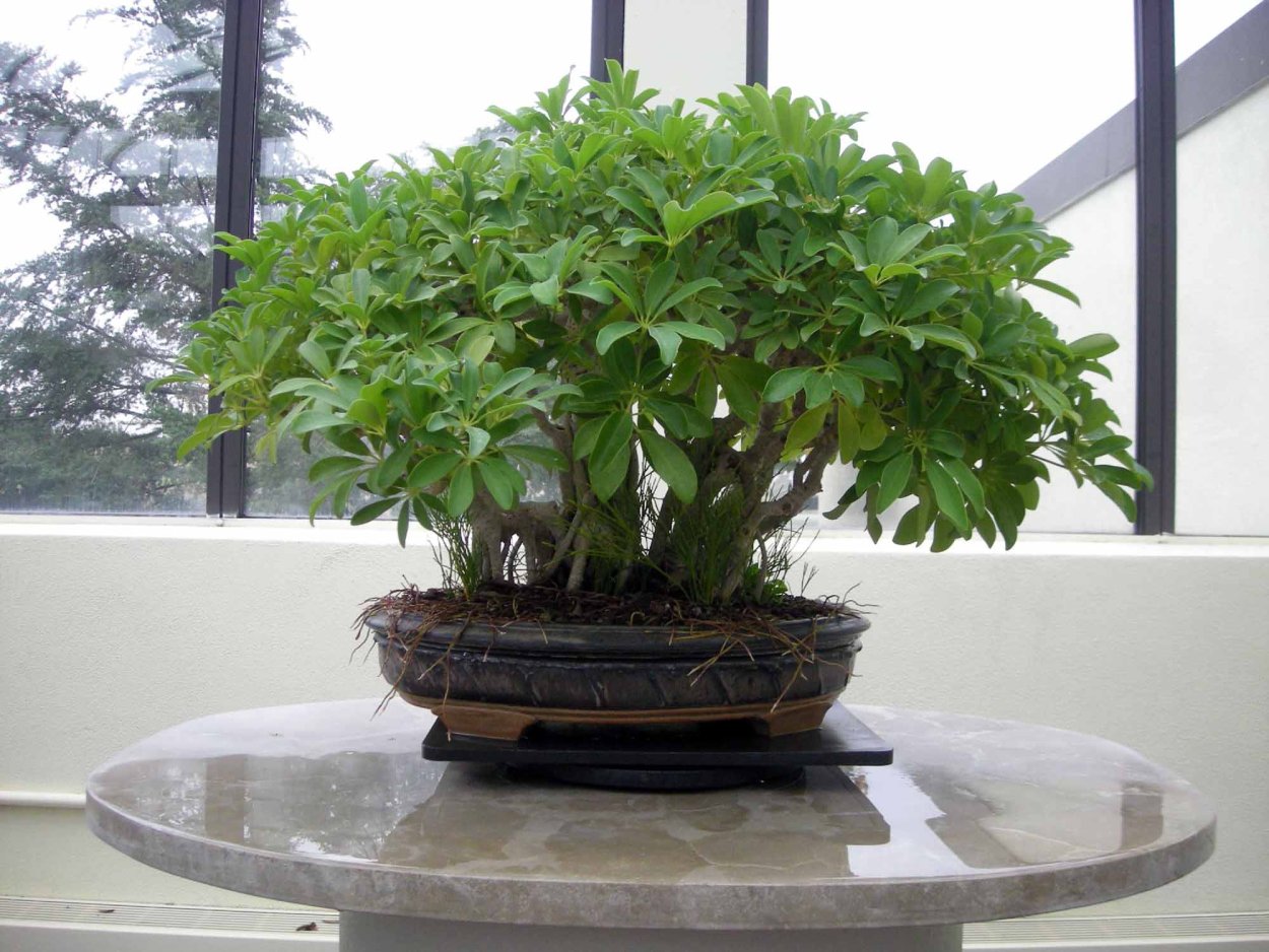 Кротон Шефлера