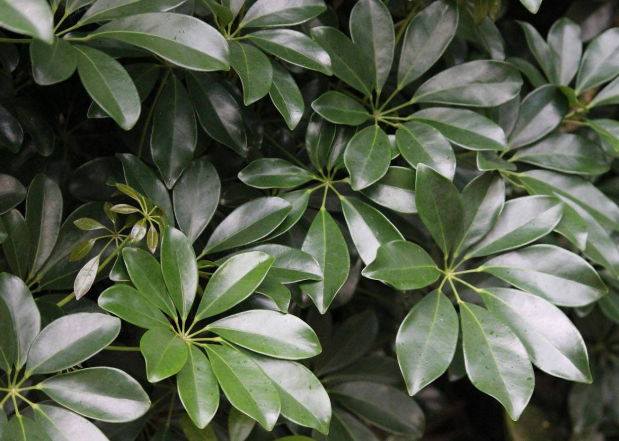 Schefflera arboricola цветок