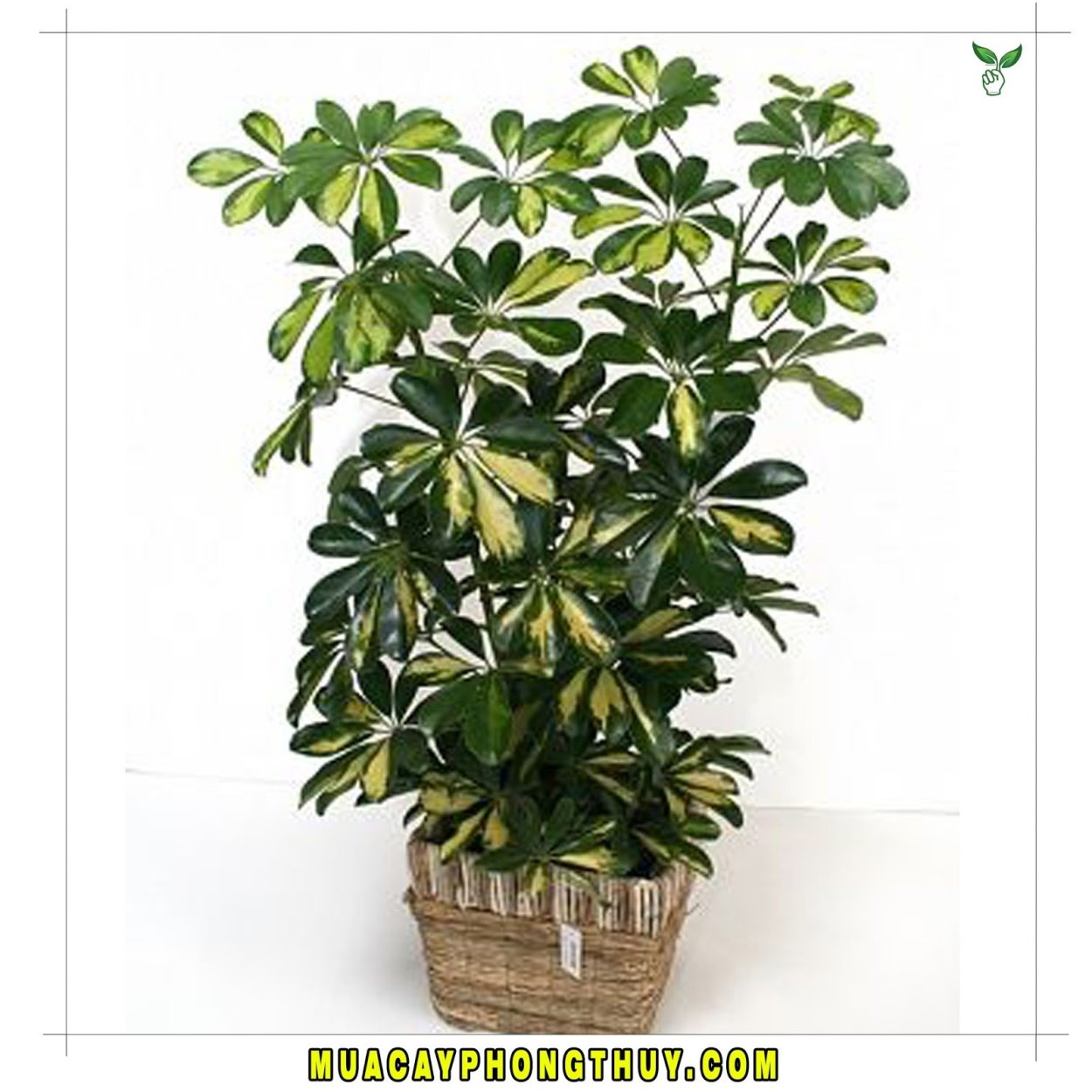 Шефлера цветок