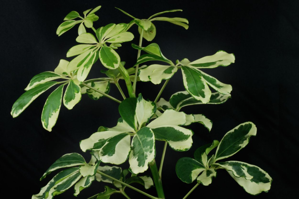 Молочай Шефлера