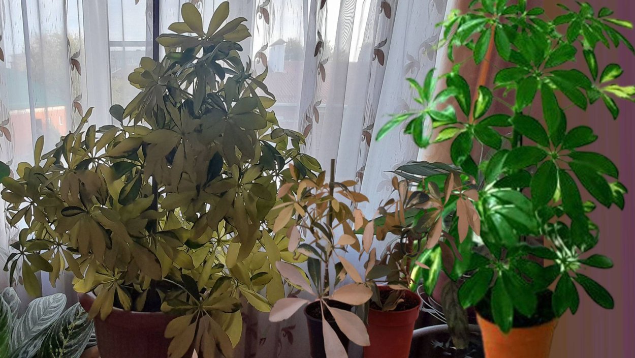 Шеффлера жанин растение