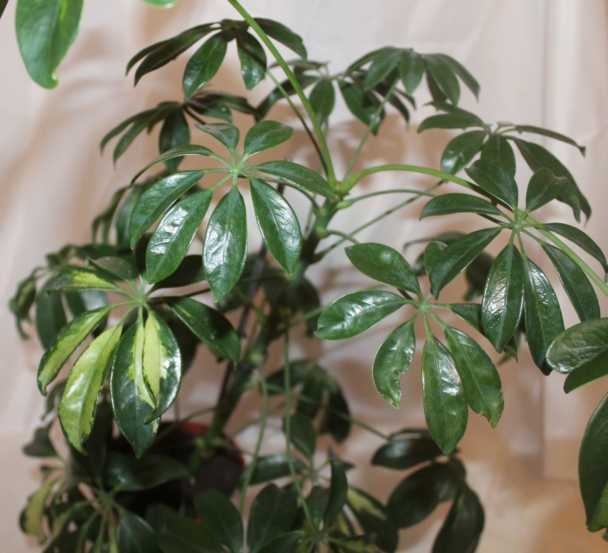 Лиановидная Шефлера