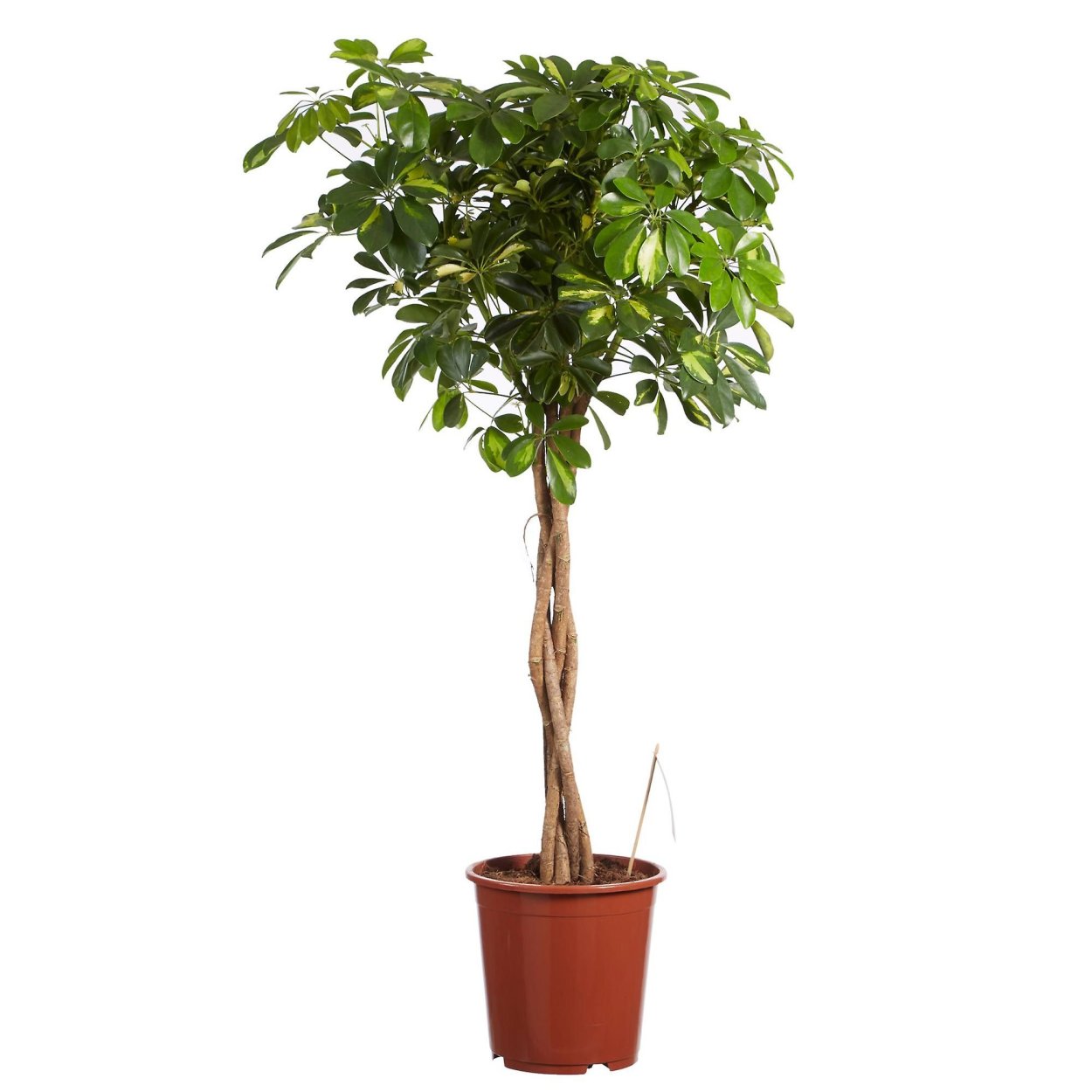 Шеффлера компакта переплетенная