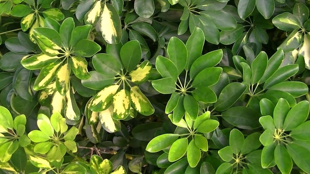 Шефлера Аралия