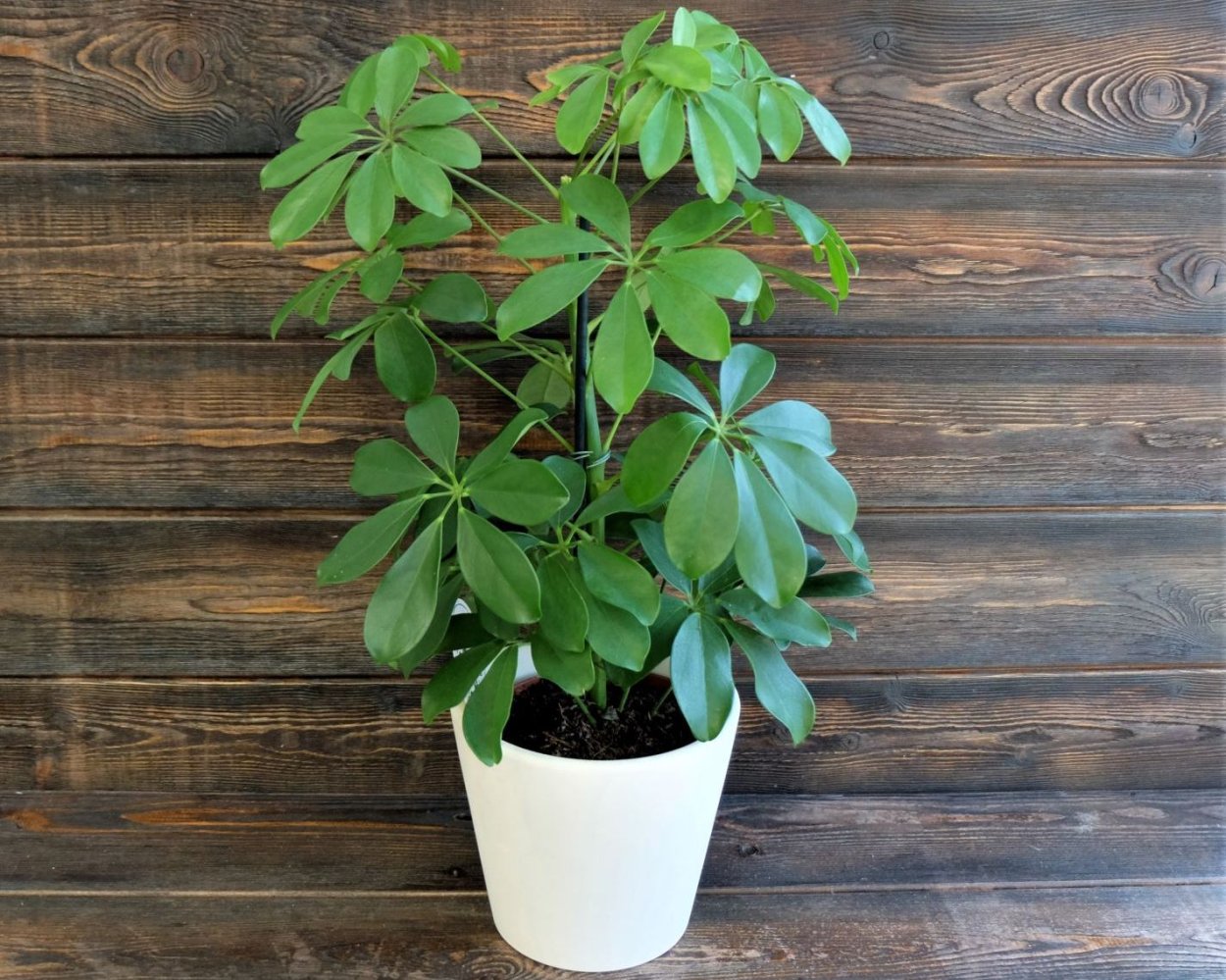 Молочай Шефлера