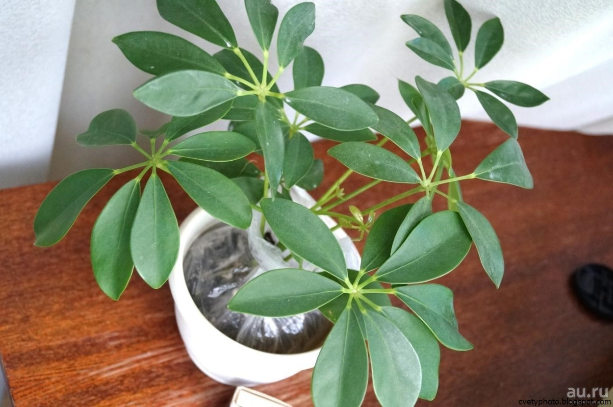 Шеффлера Джемини