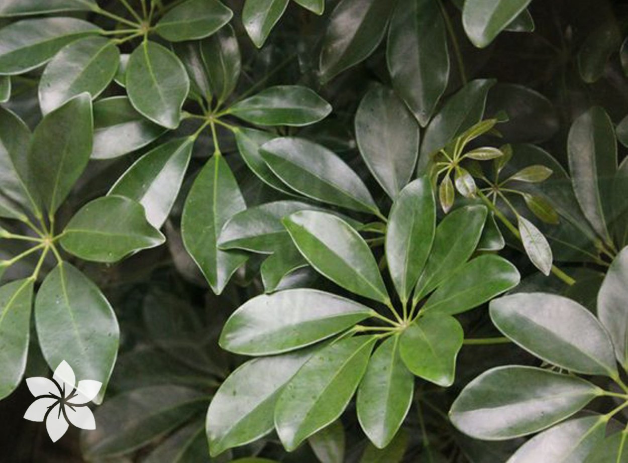 Шеффлера фикус