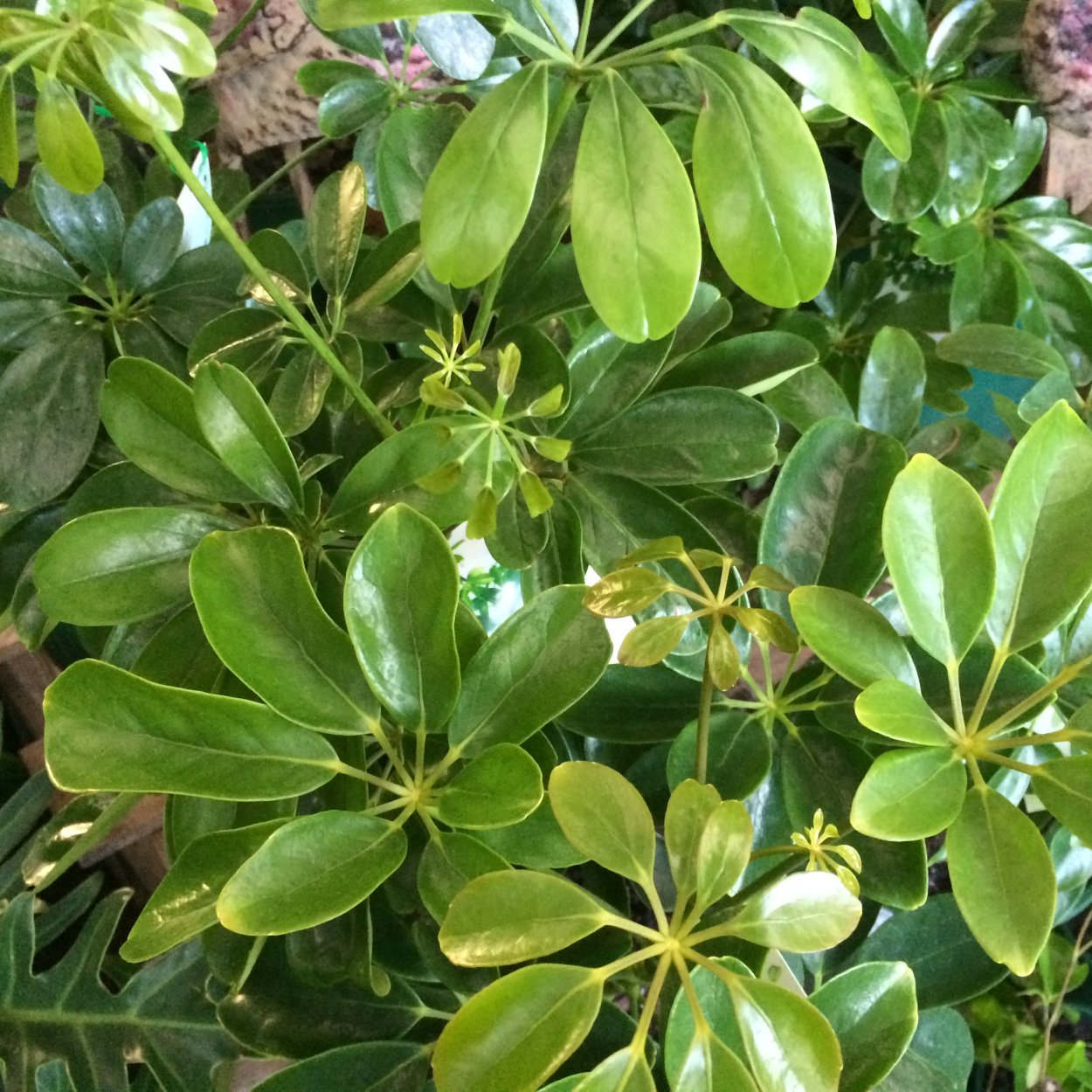 Шеффлера пятилистная