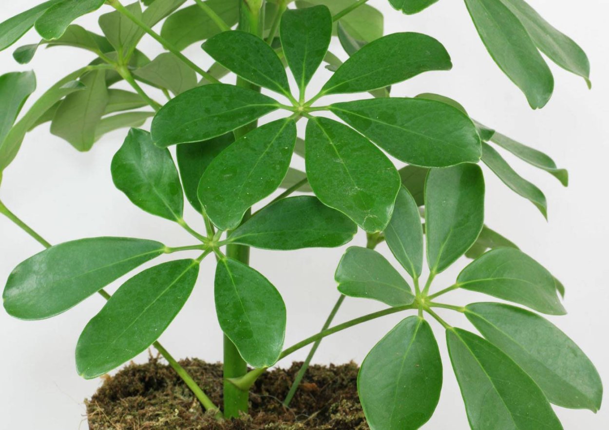 Schefflera arboricola цветок