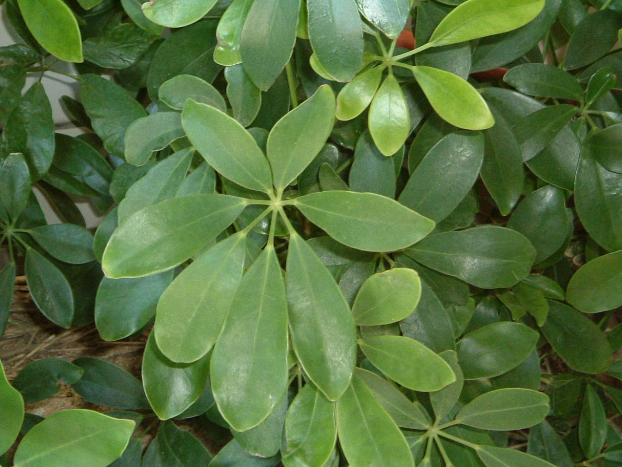 Шеффлера краснеющие листья