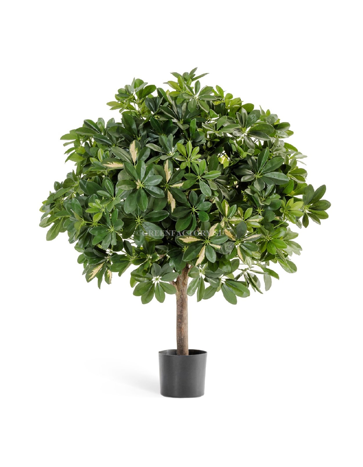 Шеффлера Арборикола