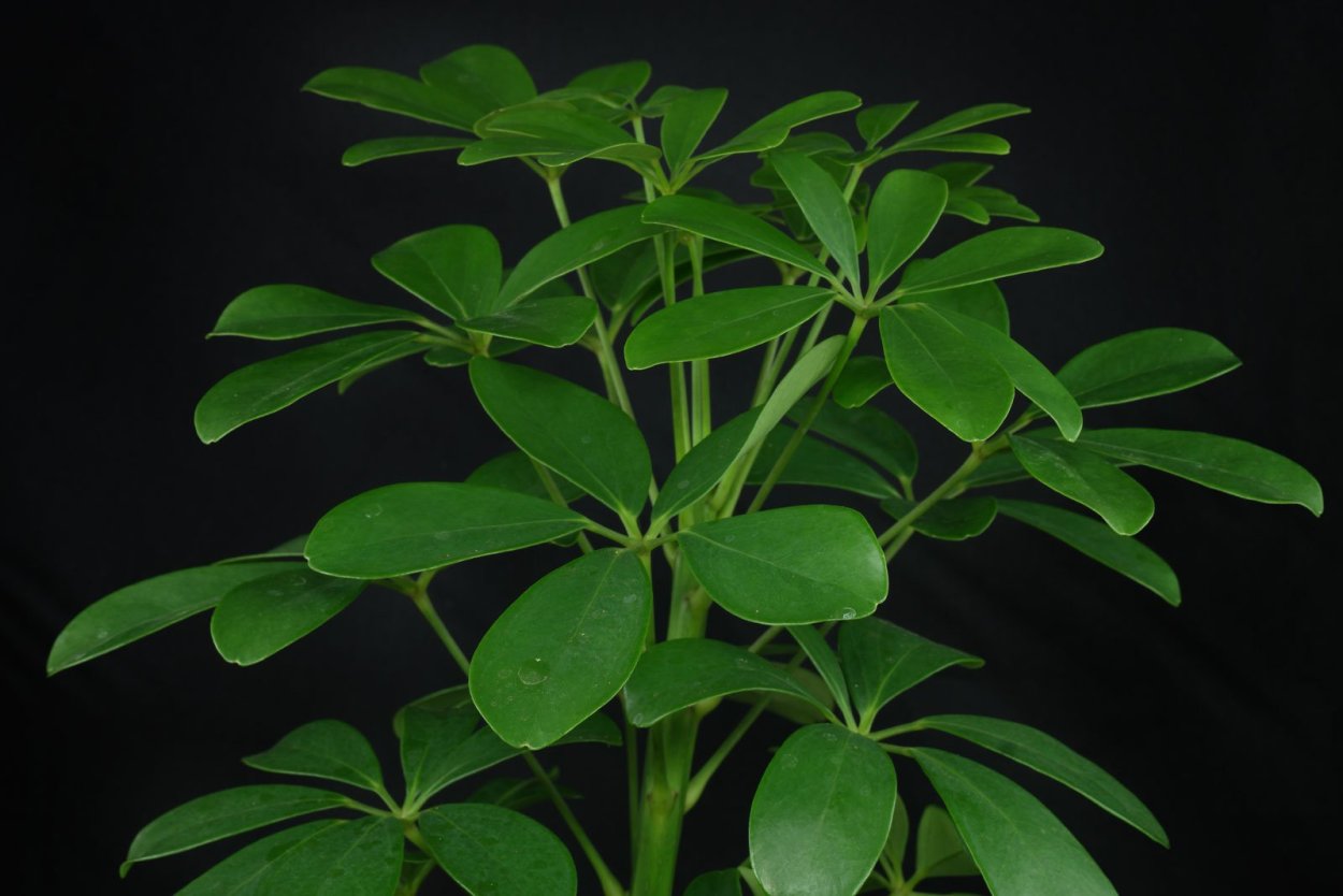 Шеффлера Нора цветок