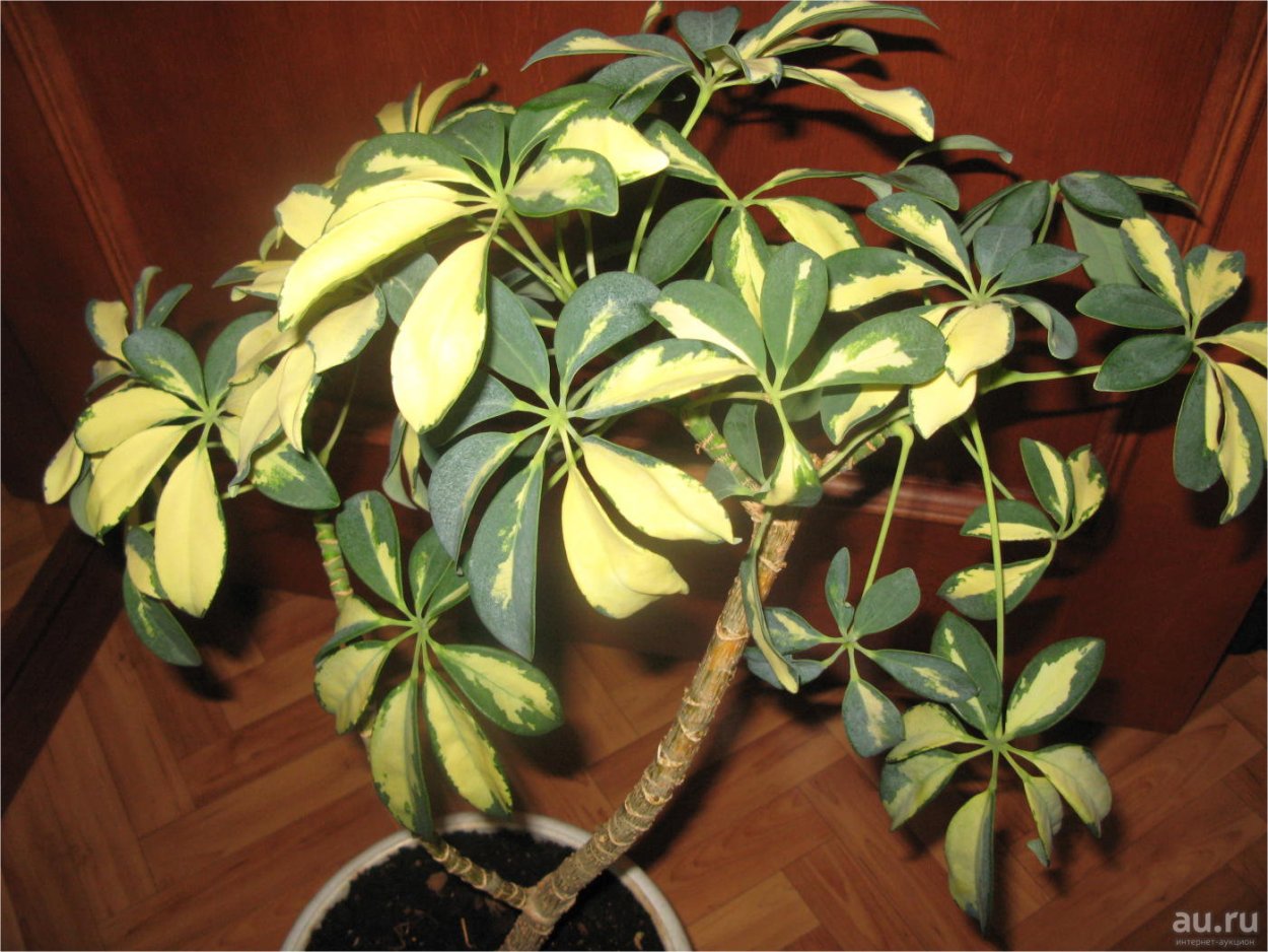 Шеффлера пестролистная