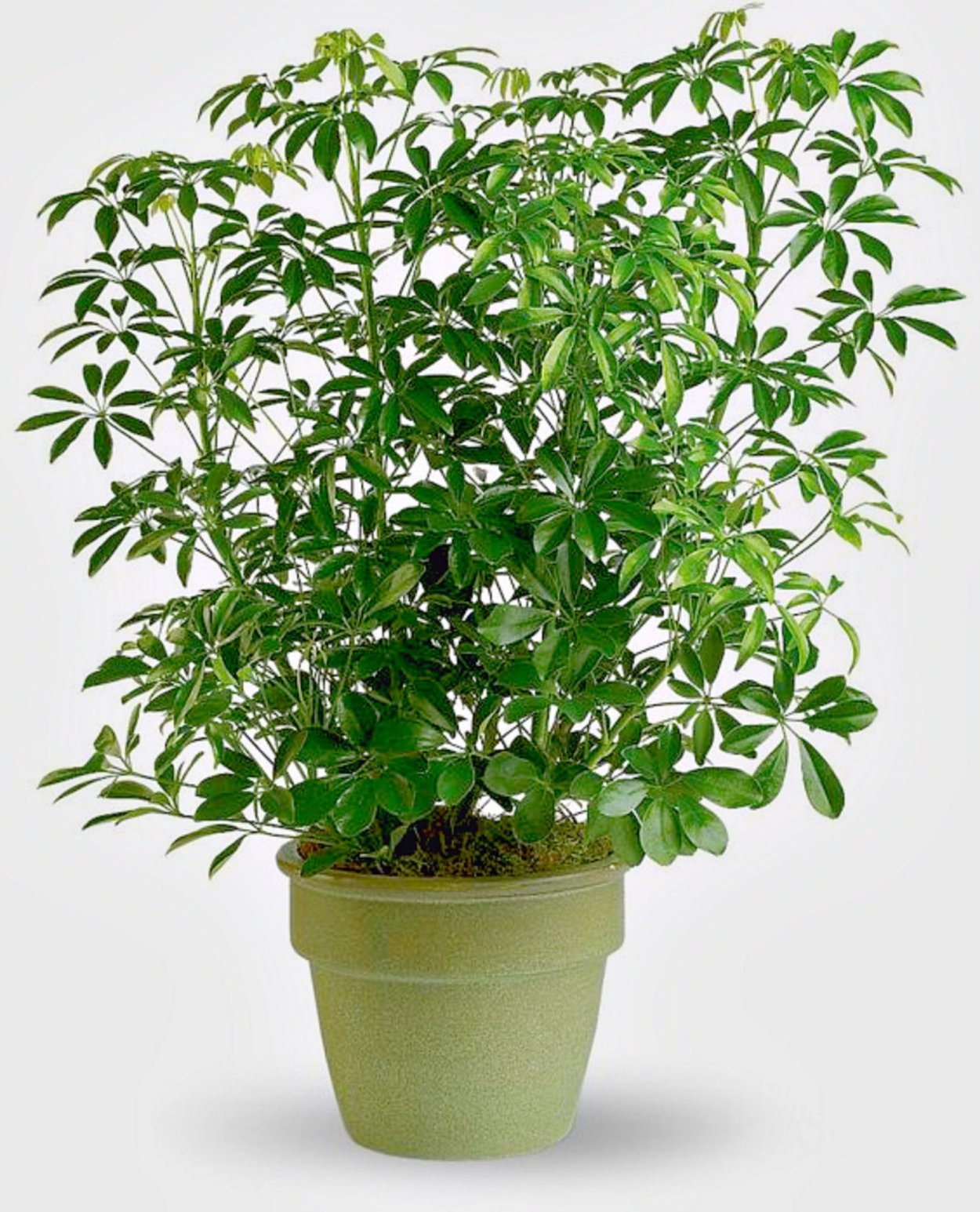 Шеффлера крупнолистная