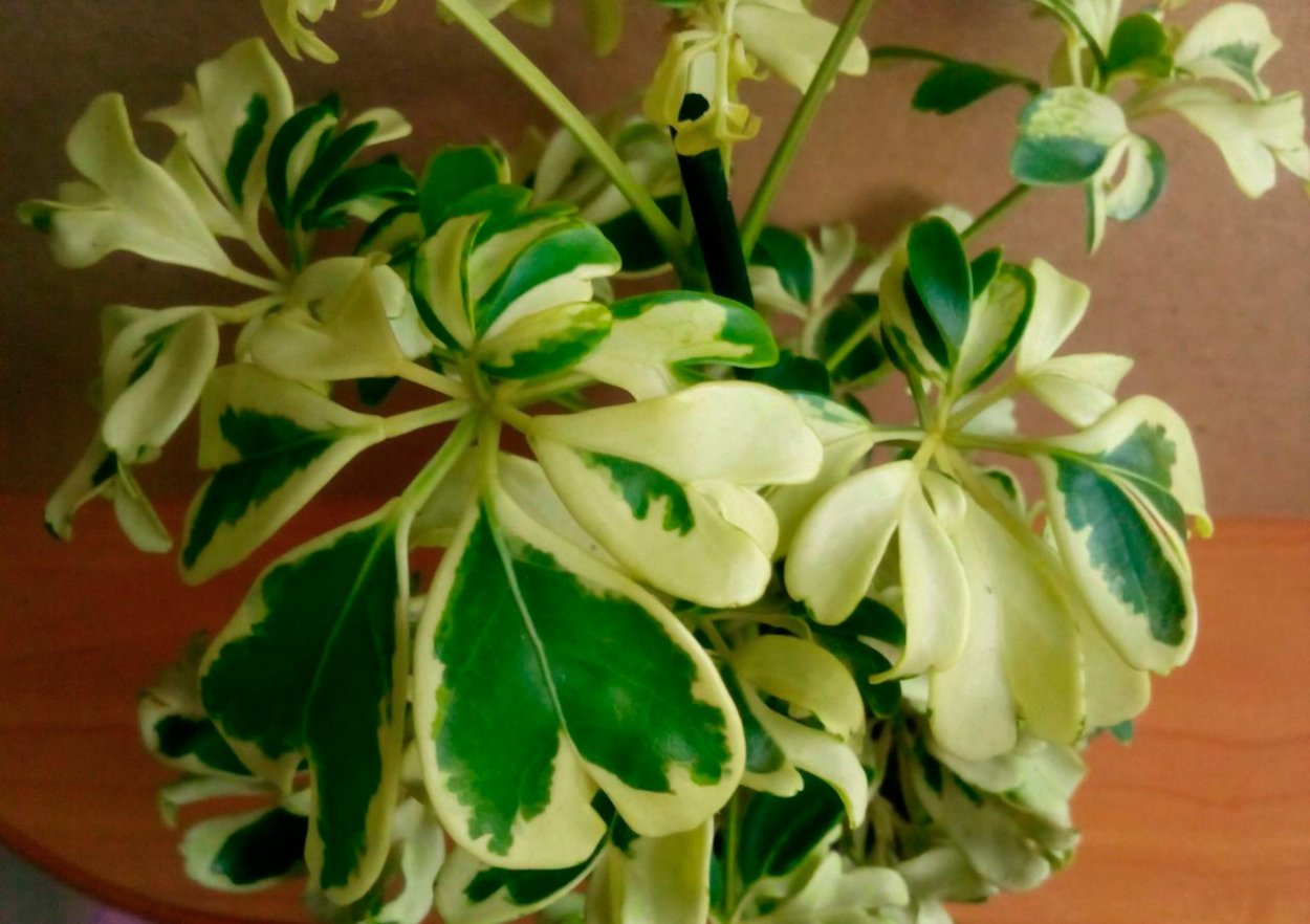 Шеффлера жанин цветок