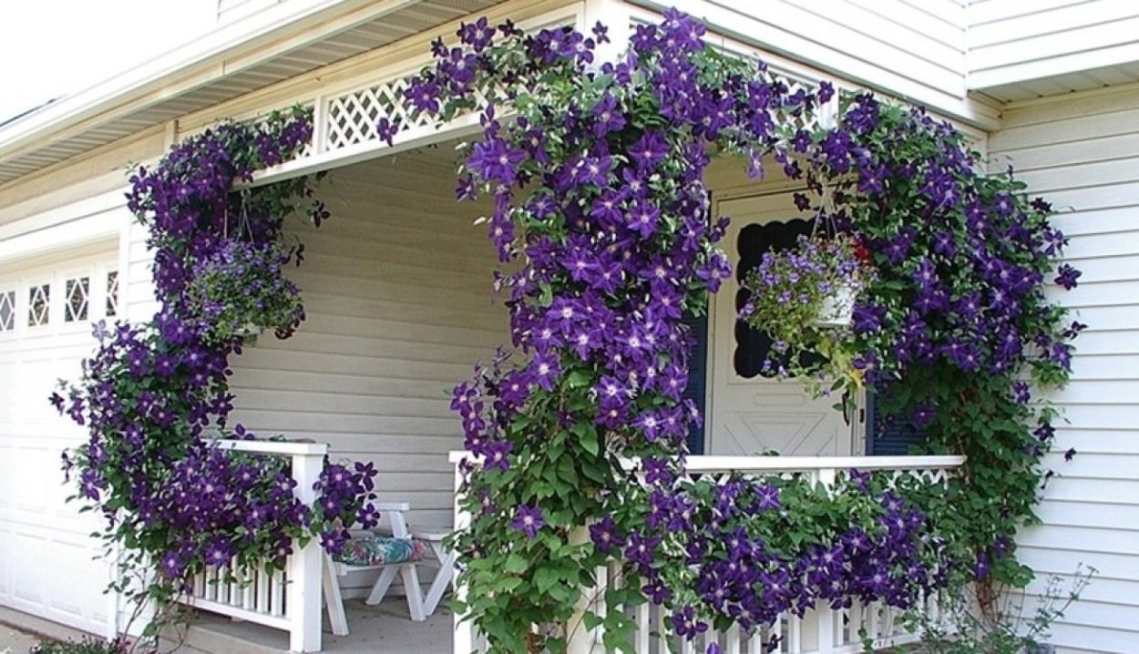 Ипомея в кашпо на даче