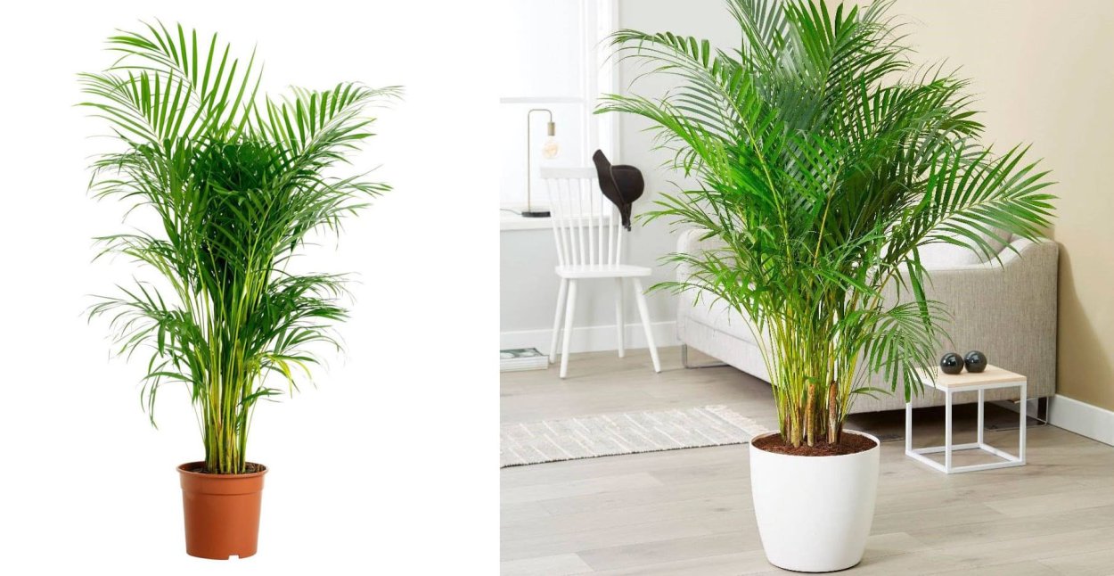 Хризалидокарпус Lechuza