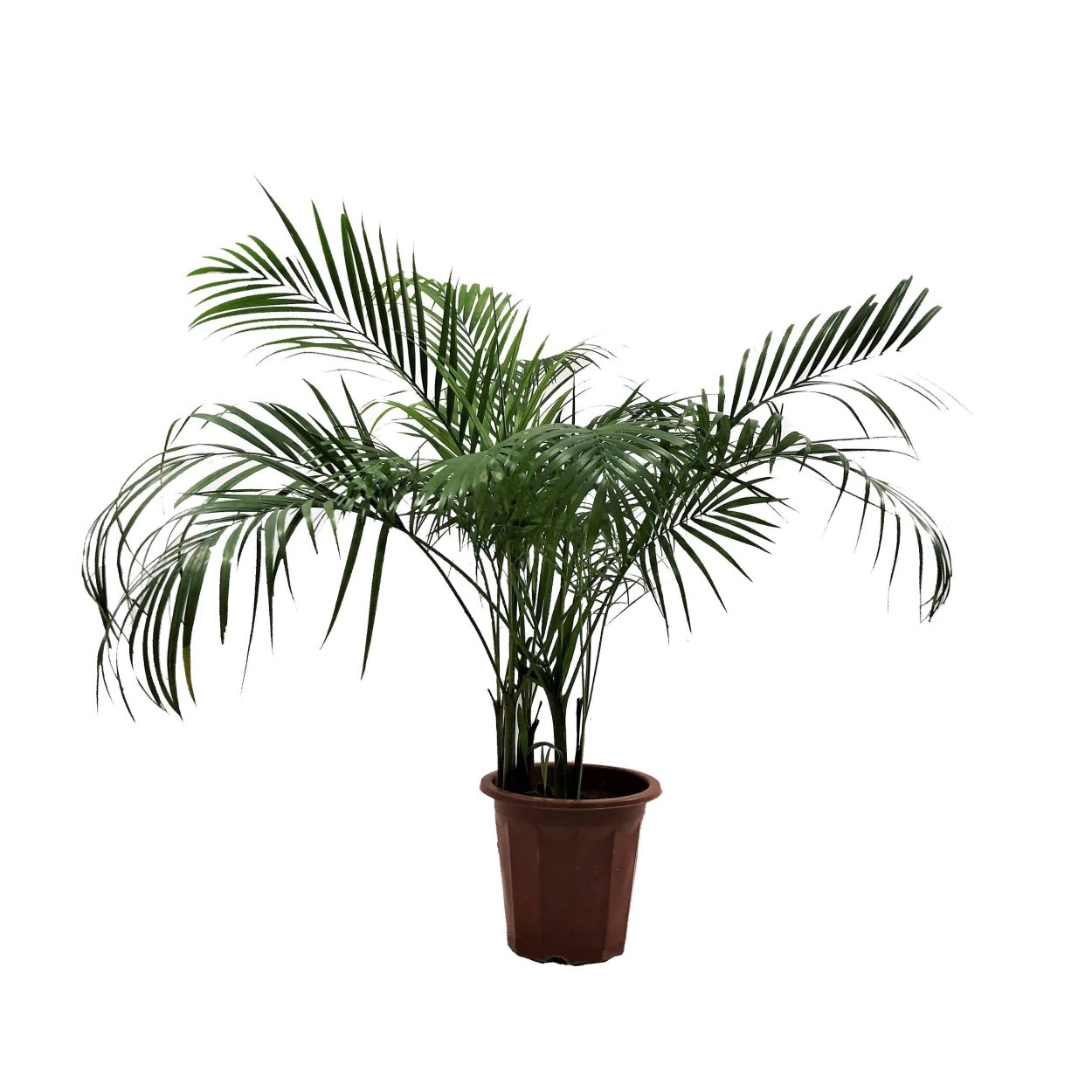 Аптека Dypsis lutescens