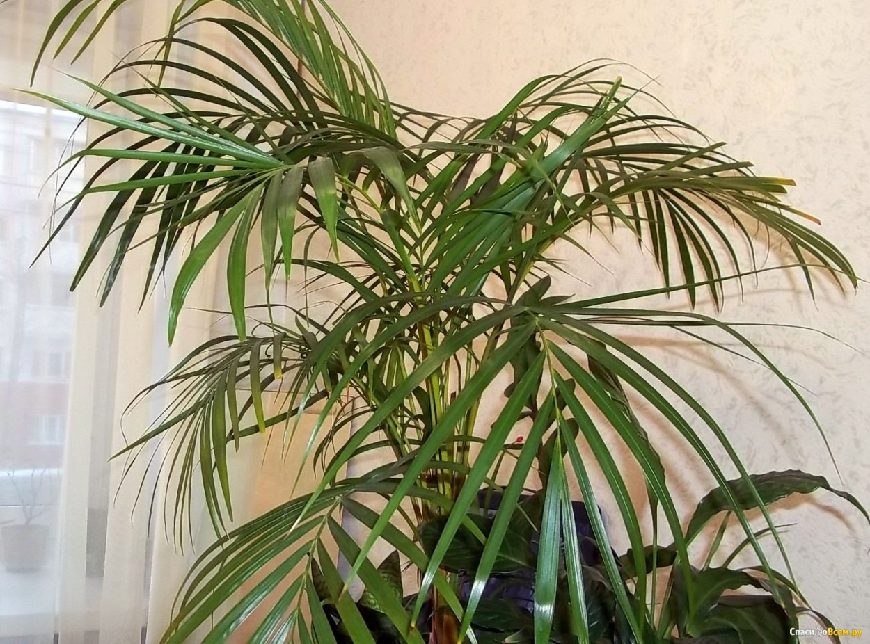 Цветок похож на пальму на длинной ножке