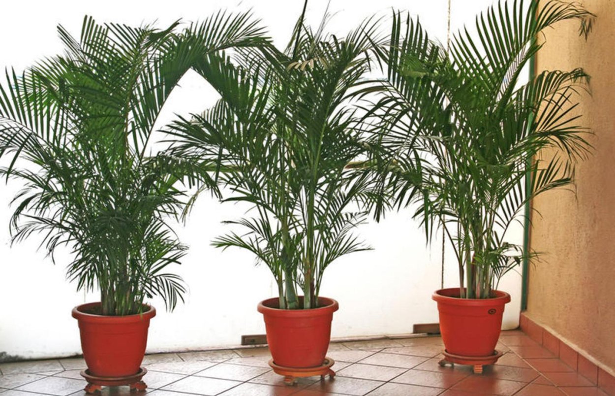 Финиковая Пальма комнатная
