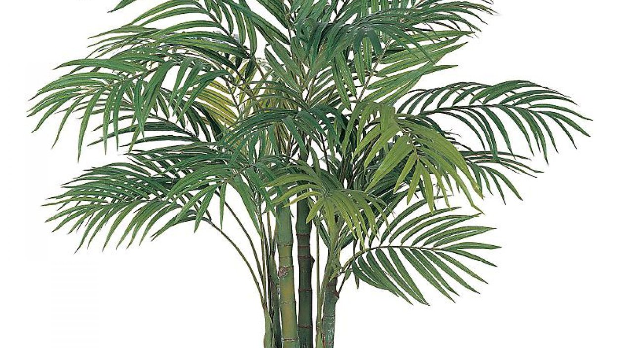 Юкка Драцена Пальма