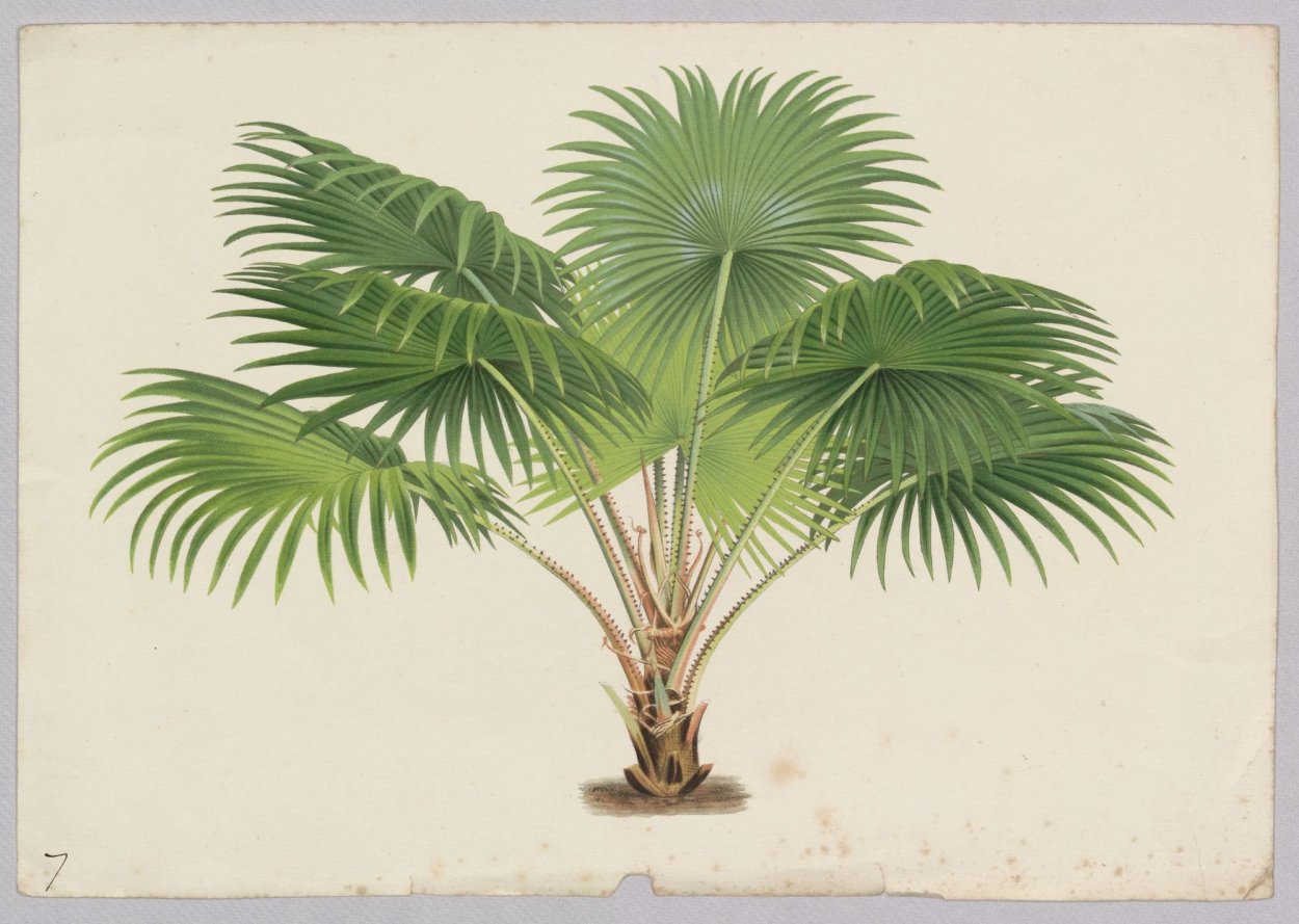 Веерная финиковая Пальма