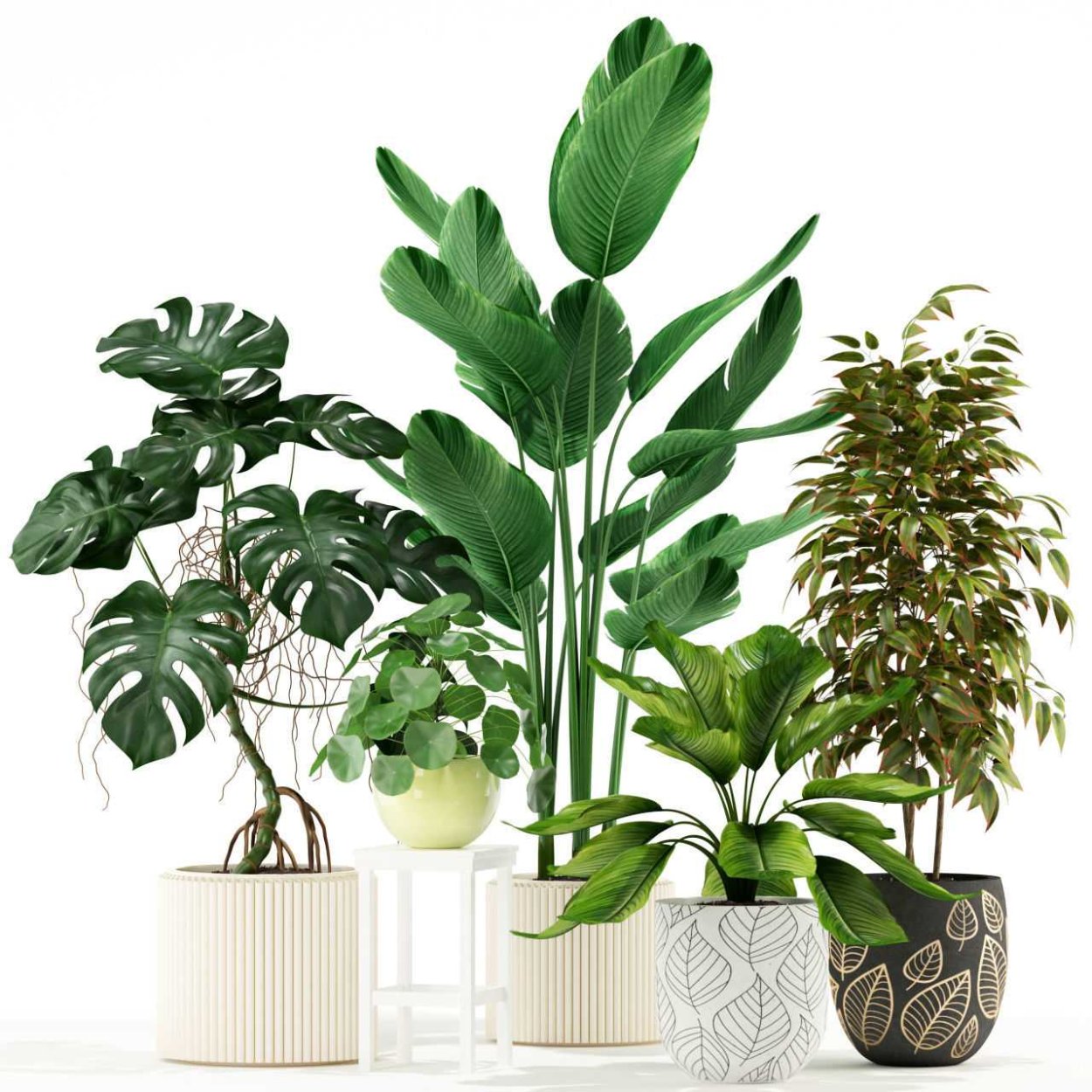 Холодолюбивые комнатные растения