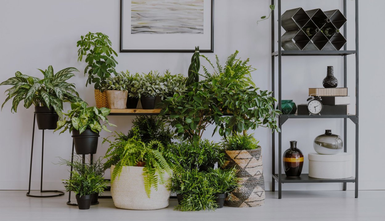 Комнатные растения для темных помещений