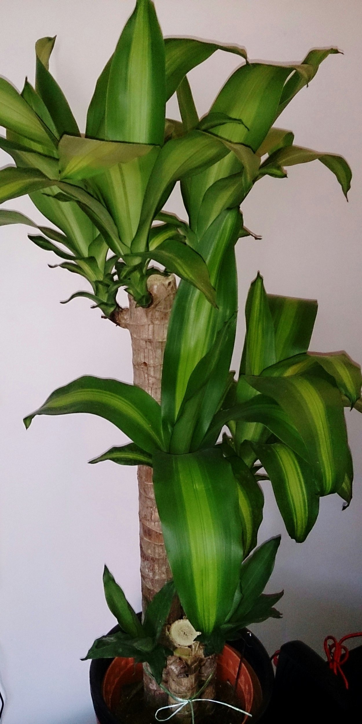 Corn Plant - Dracaena fragrans
