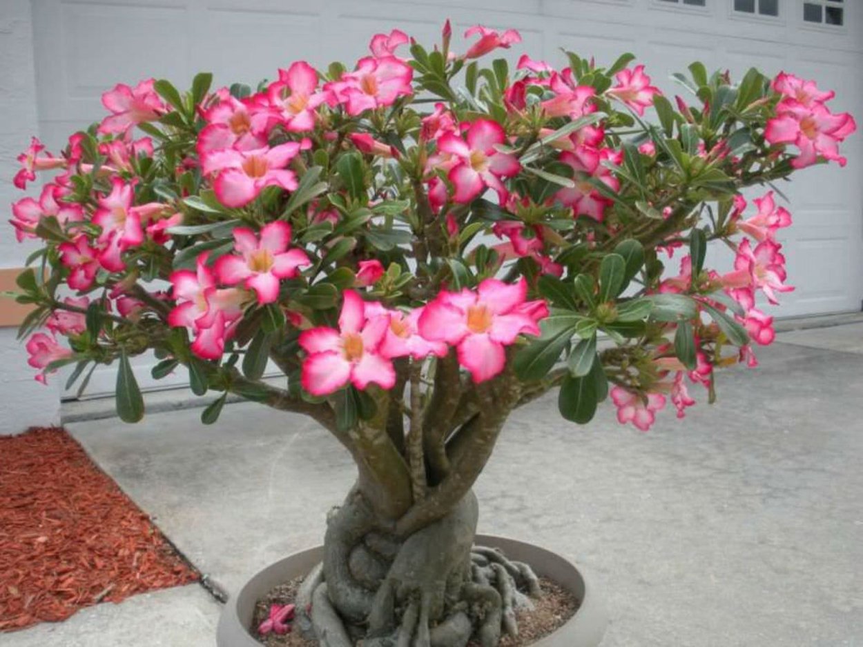 Адениум Obesum Desert Rose