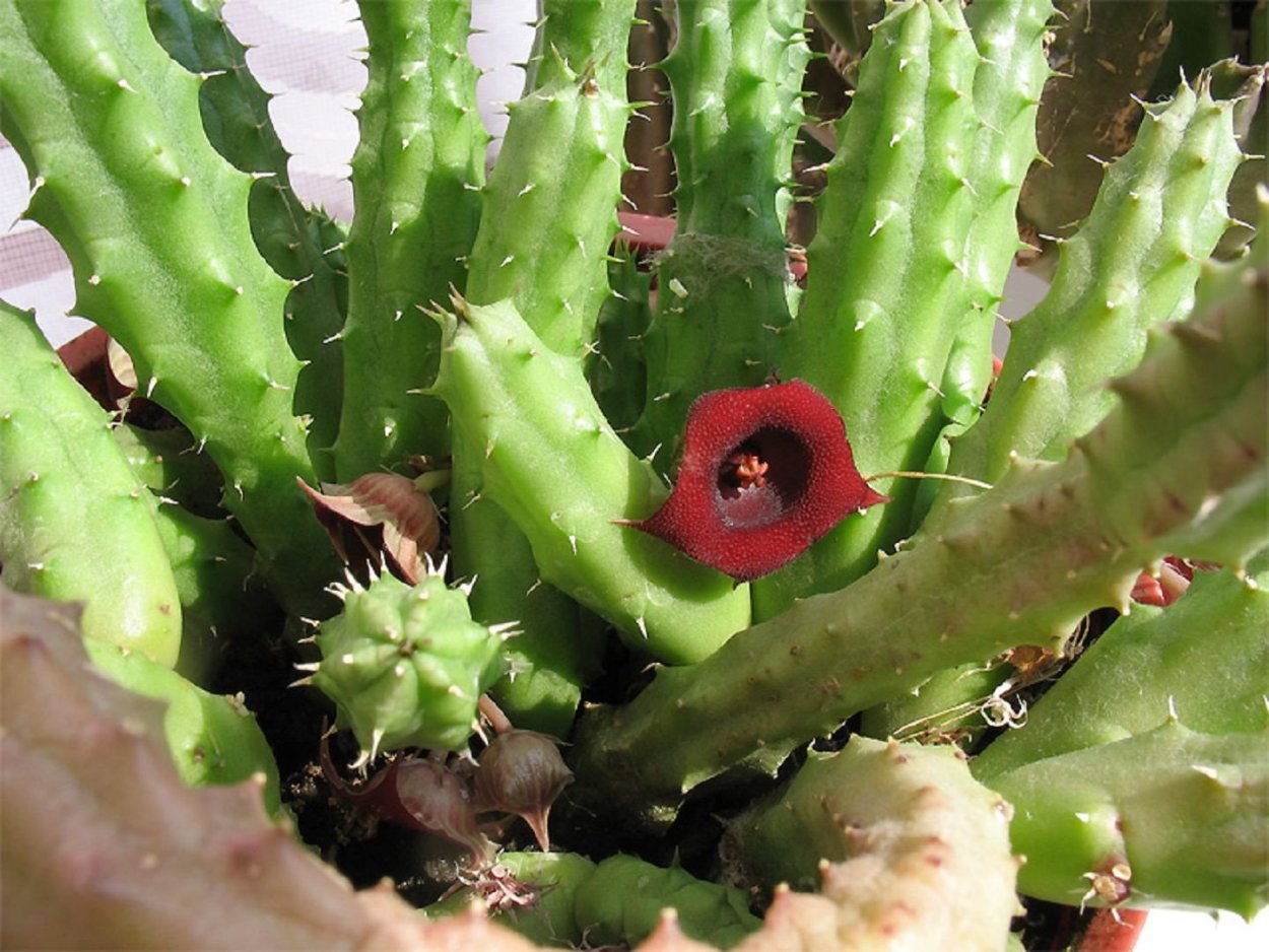 Гуэрния Шнейдера