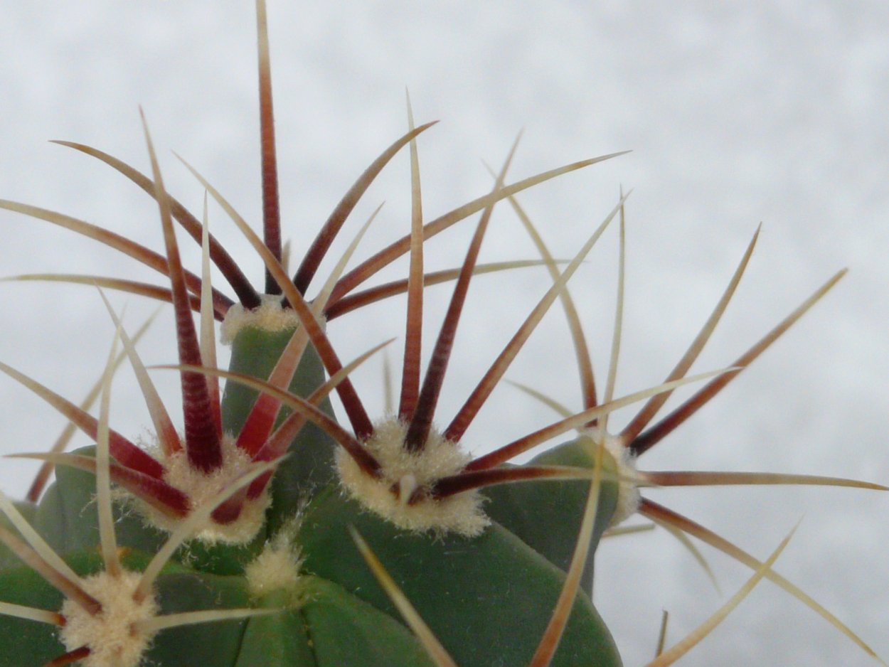Ferocactus latispinus колючки