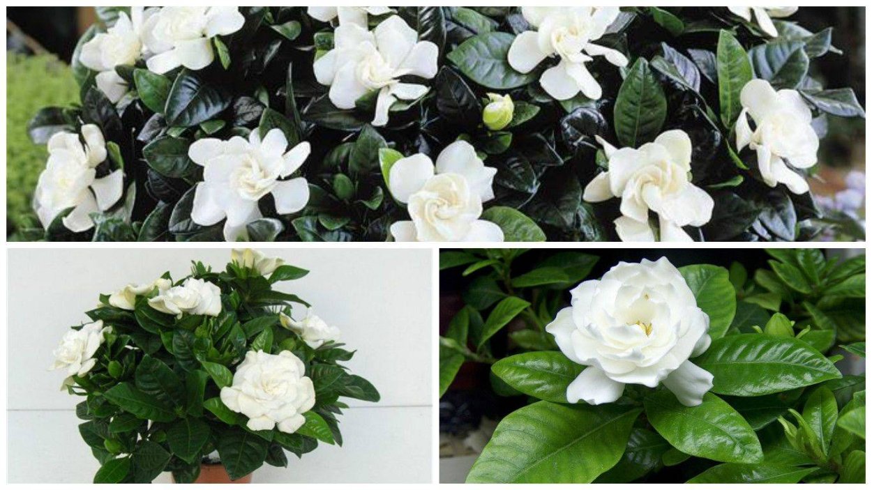 Гардения жасминовидная посадка