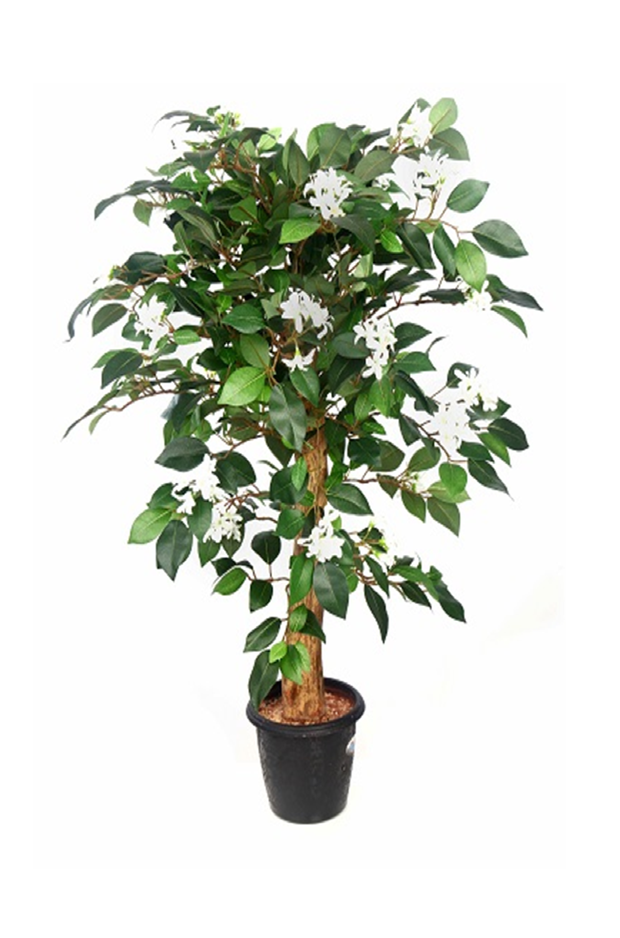 Фикус Жасмин