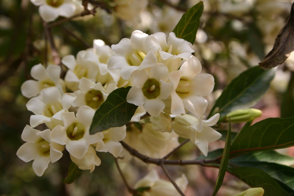 Гардения шаровидная Rothmannia globosa