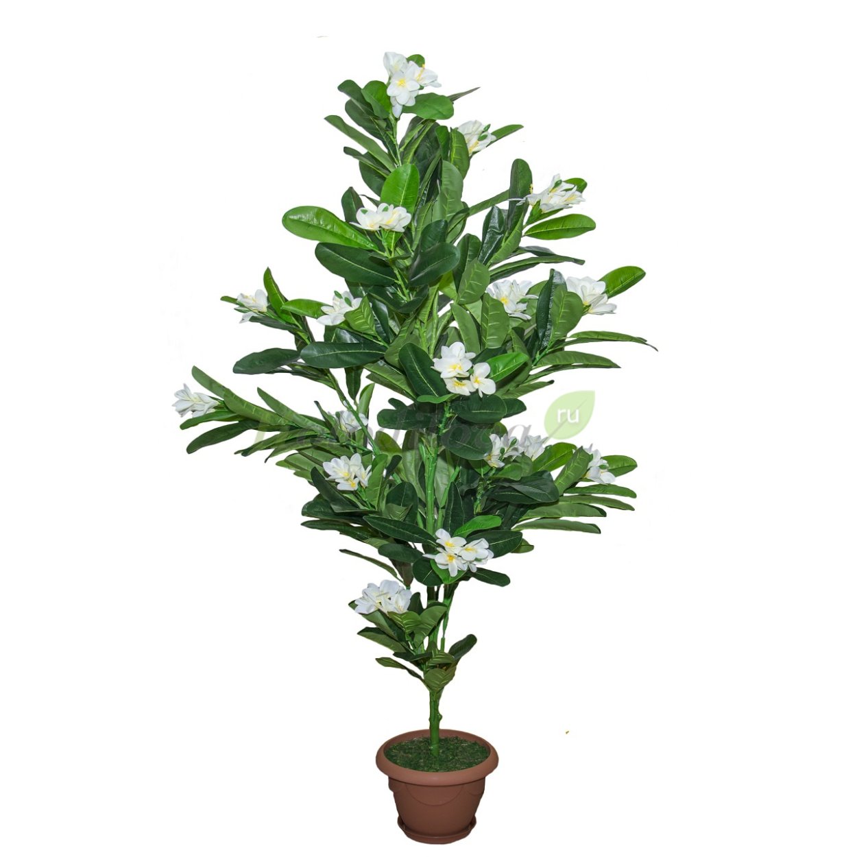 Саженец жасминового дерева